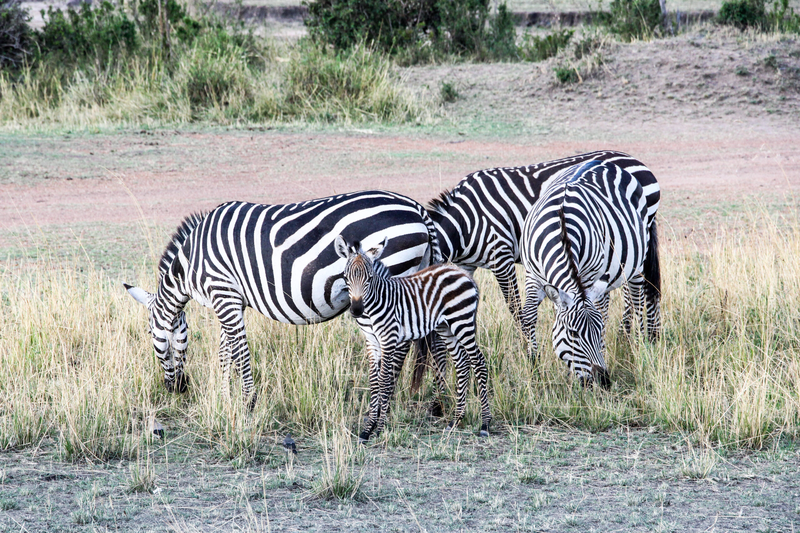 Beauty of wildlife by Camille Massida Photography